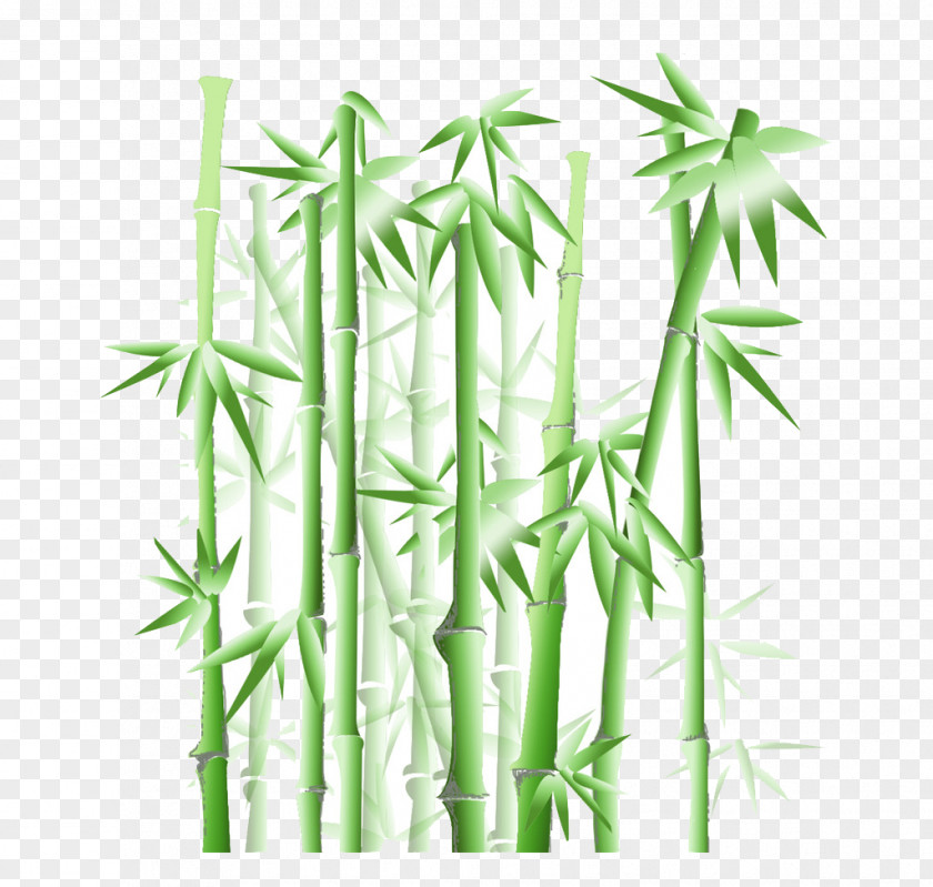 Green Bamboo Wallpaper PNG