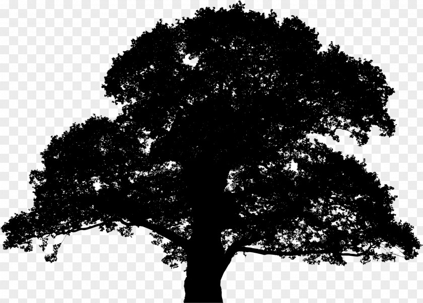 Oak English Sessile Tree Silhouette Clip Art PNG