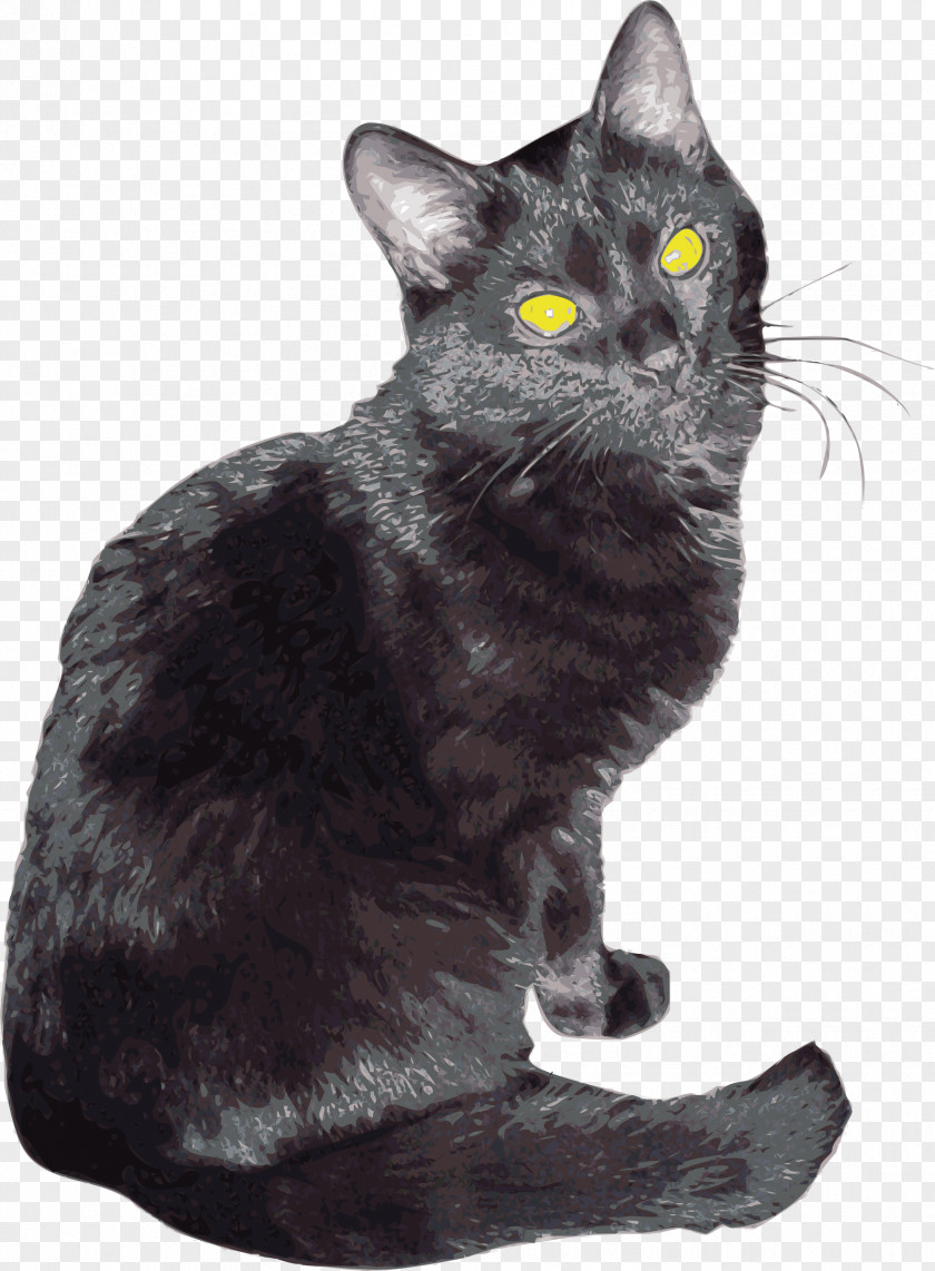 Sherlock American Shorthair Bombay Cat Korat Chartreux European PNG