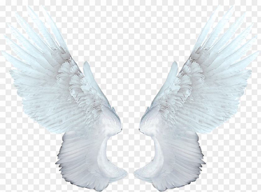 White Angel Wings Food Network Magazine Animation PNG