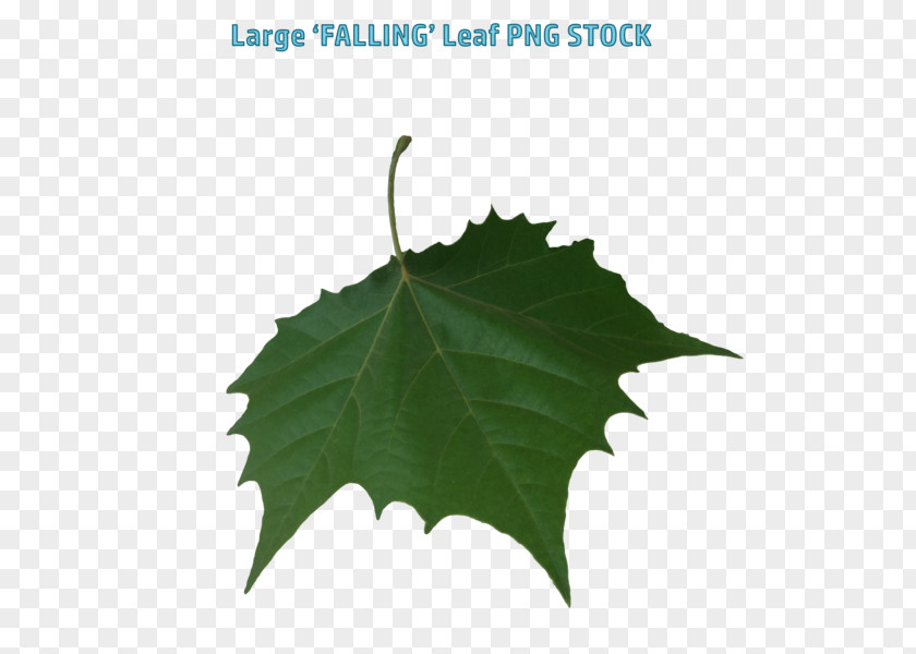 Big Leaves DeviantArt Download Artist All Of Me PNG