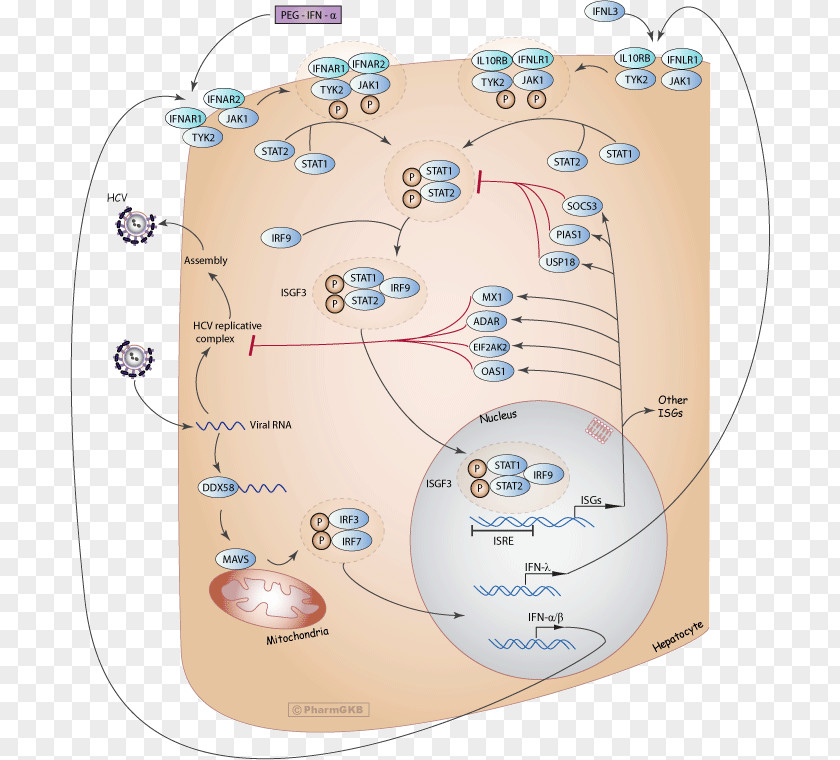 Dopaminergic Pathways Pegylated Interferon Peginterferon Alfa-2b Alfa-2a PNG