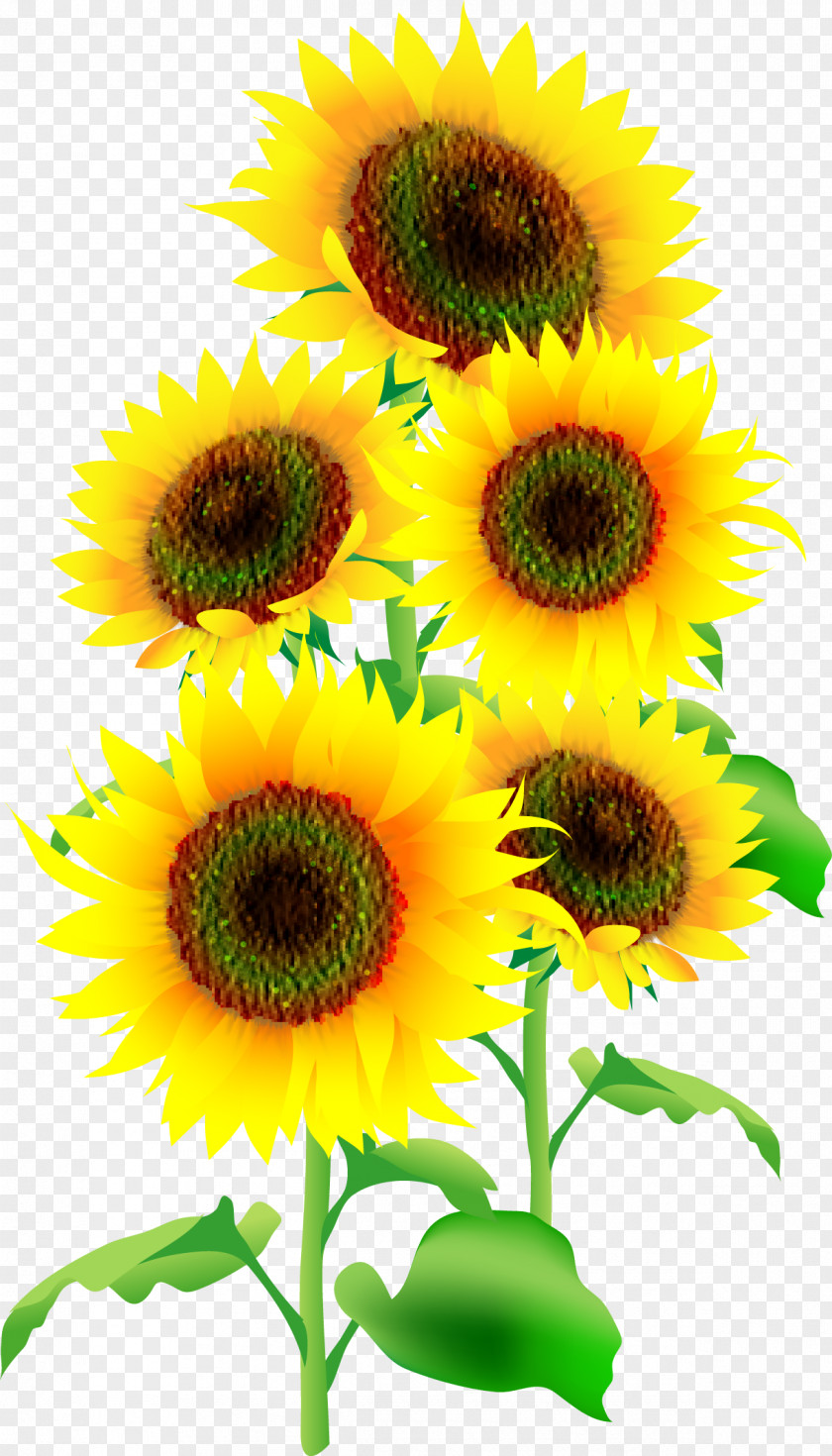Flower Common Sunflower Illustrator Seed PNG
