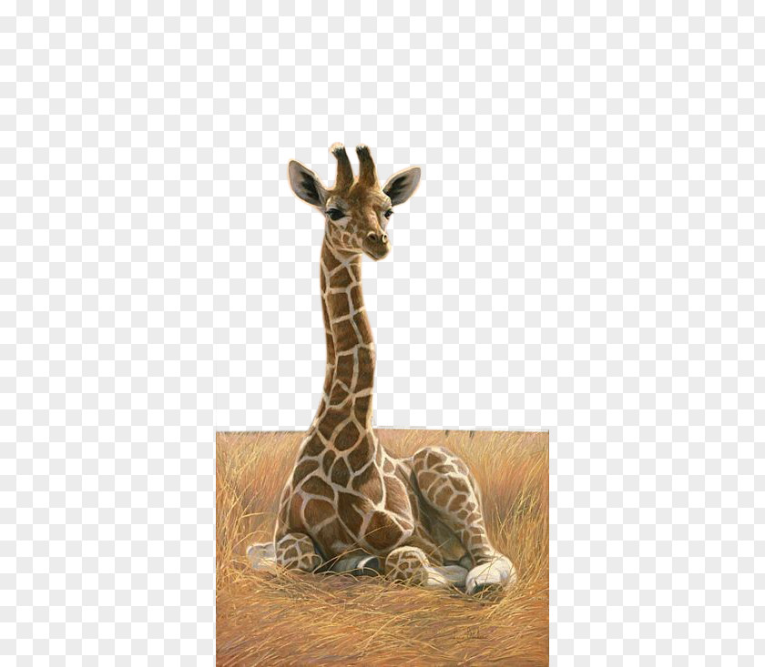 Giraffe Northern Rothschilds Okapi Painting Art PNG