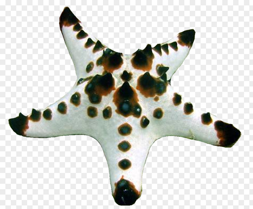 Mar Starfish PhotoScape GIMP PNG