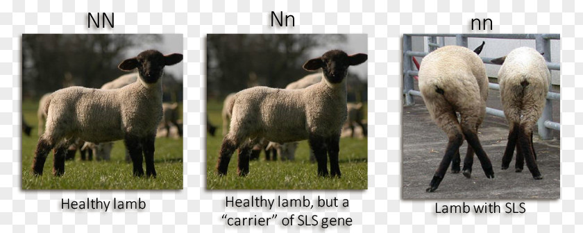 Sheep Breeders Suffolk Spider Lamb Syndrome Disease Carney Complex PNG
