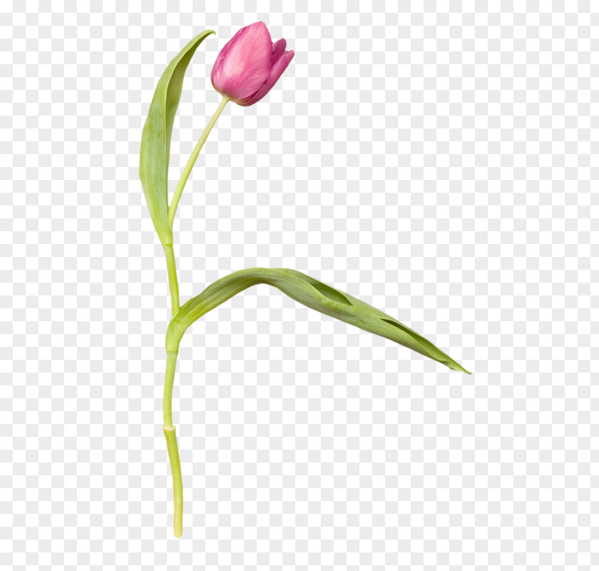 Tulip Photography Red PNG