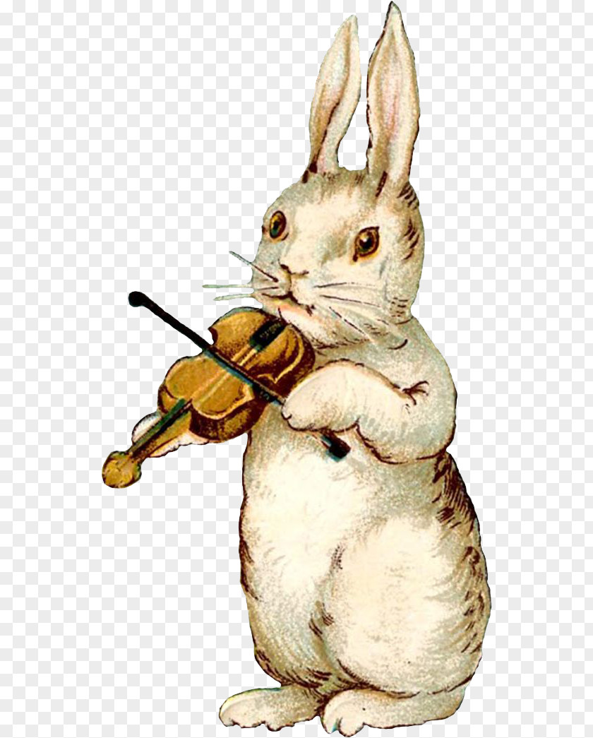 Violin Rabbit Easter Bunny Postcard Illustration PNG