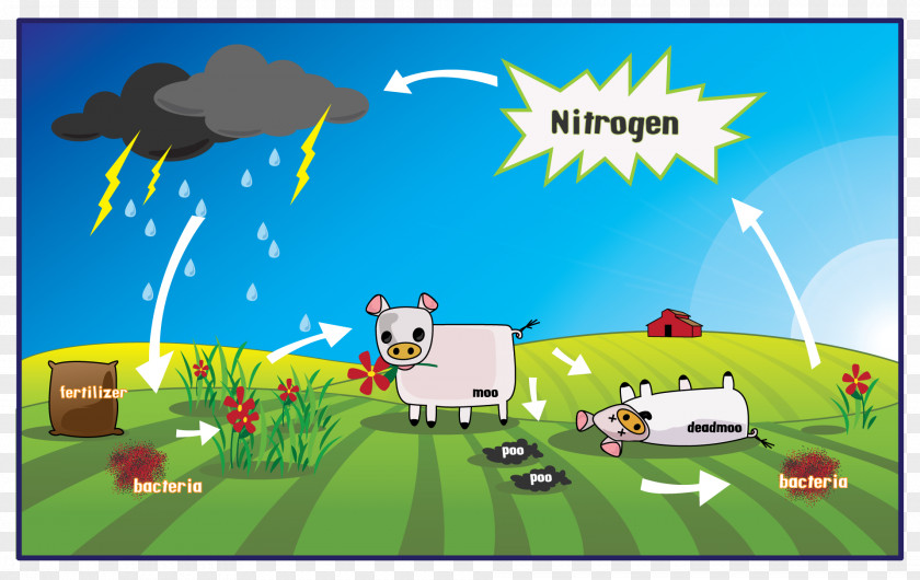 Gasification The Nitrogen Cycle Biology Fixation PNG