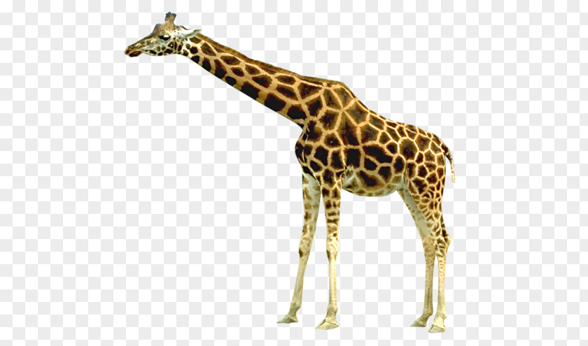 Giraffe PNG clipart PNG