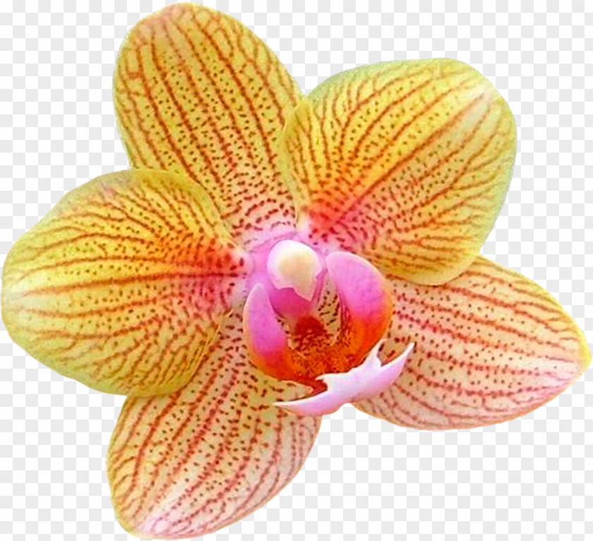 Orchids Moth Flower Diary Clip Art PNG