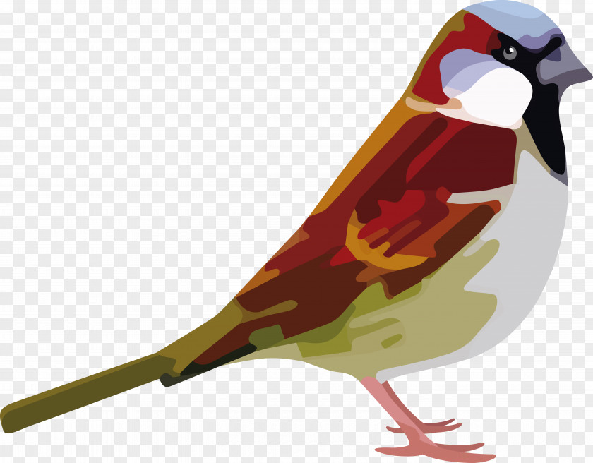 Sparrow House Bird Child Symbol PNG