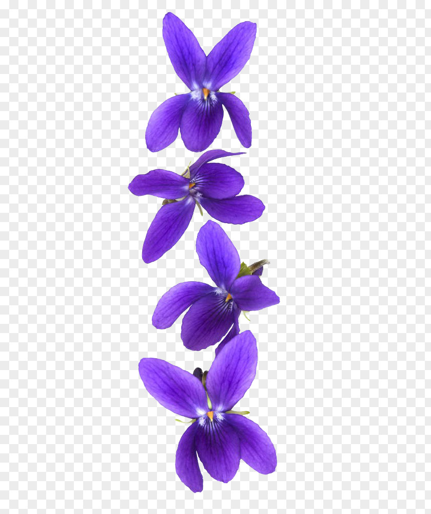 Violet Flower Customer Stock Photography PNG