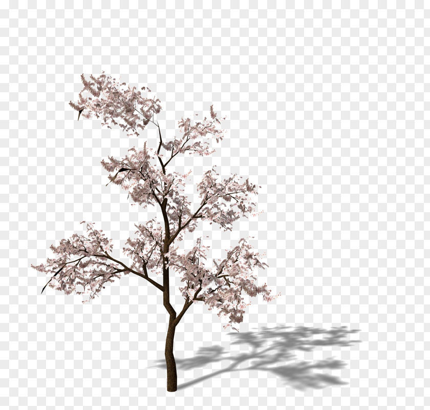 An Apricot Tree Cherry Blossom Plum PNG