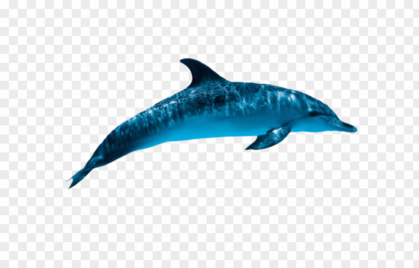 Electric Blue Spotted Dolphin Fish Cartoon PNG