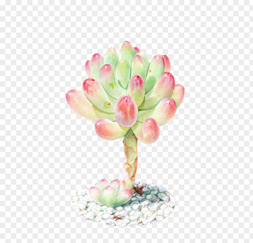Jelly Otome Heart Succulent Plant Watercolor Painting Colored Pencil PNG