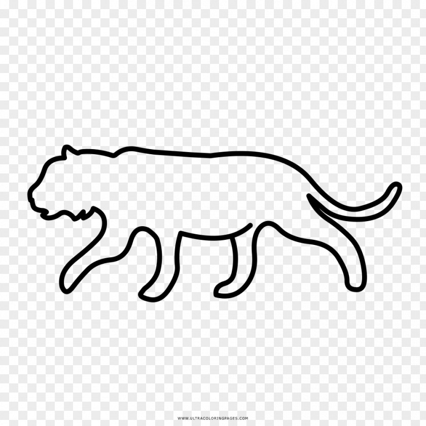 Lion Tiger Black And White Leopard Drawing PNG