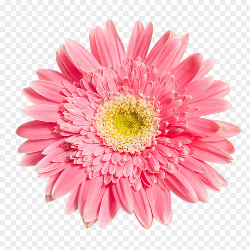 Pink Chrysanthemum Picture Transvaal Daisy Flower PNG
