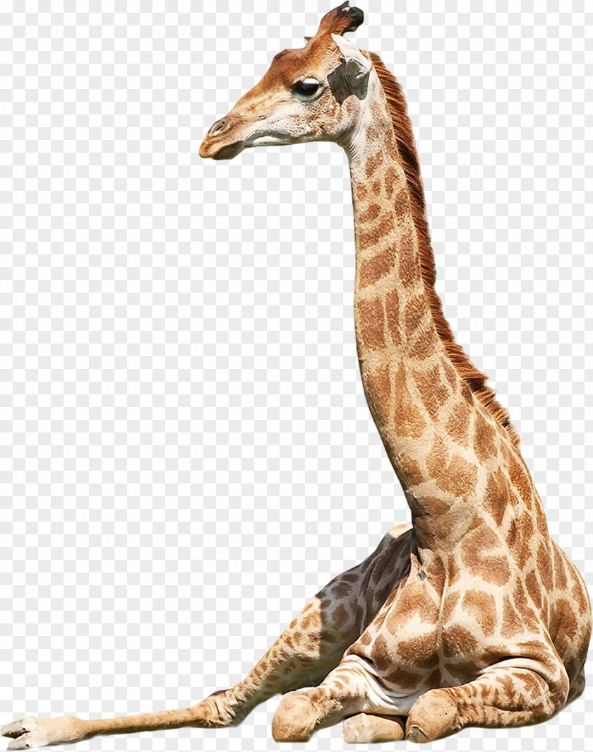 Giraffe Northern Panthera West African Stock Photography PNG
