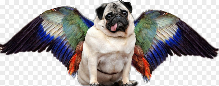 Puppy When Pugs Fly! Dog Breed Pet PNG