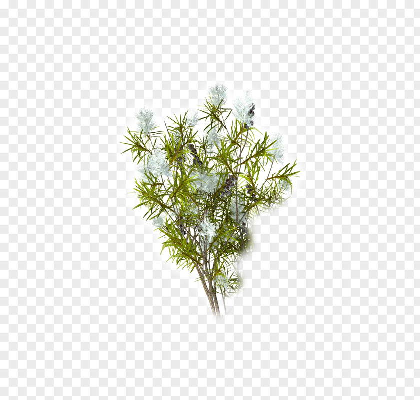 Tea Tree Oil Narrow-leaved Paperbark Camellia Sinensis Essential PNG