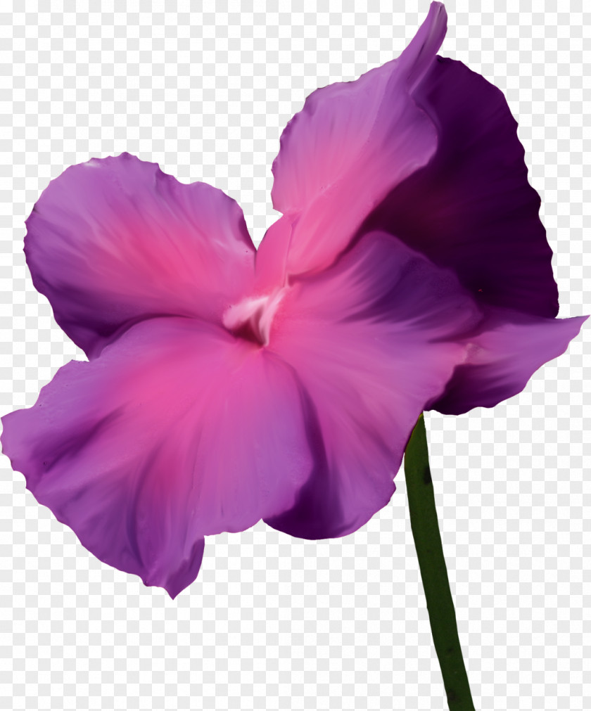 Violet Lilac Flower Purple PNG