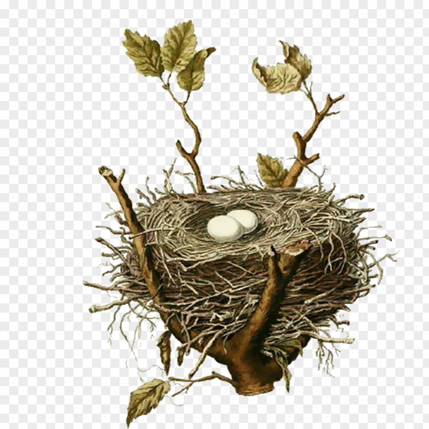 Bird's Nest Bird House Sparrow Birds, Nests, & Eggs PNG