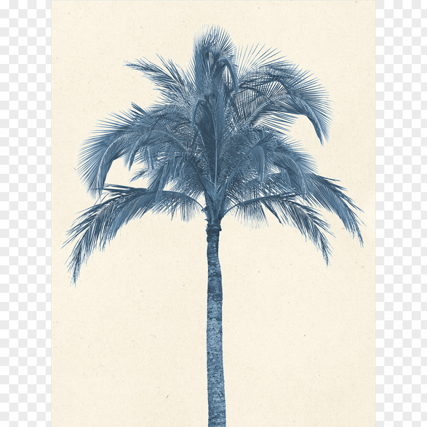 Coconut Palm Trees Stock Photography Image Asian Palmyra PNG
