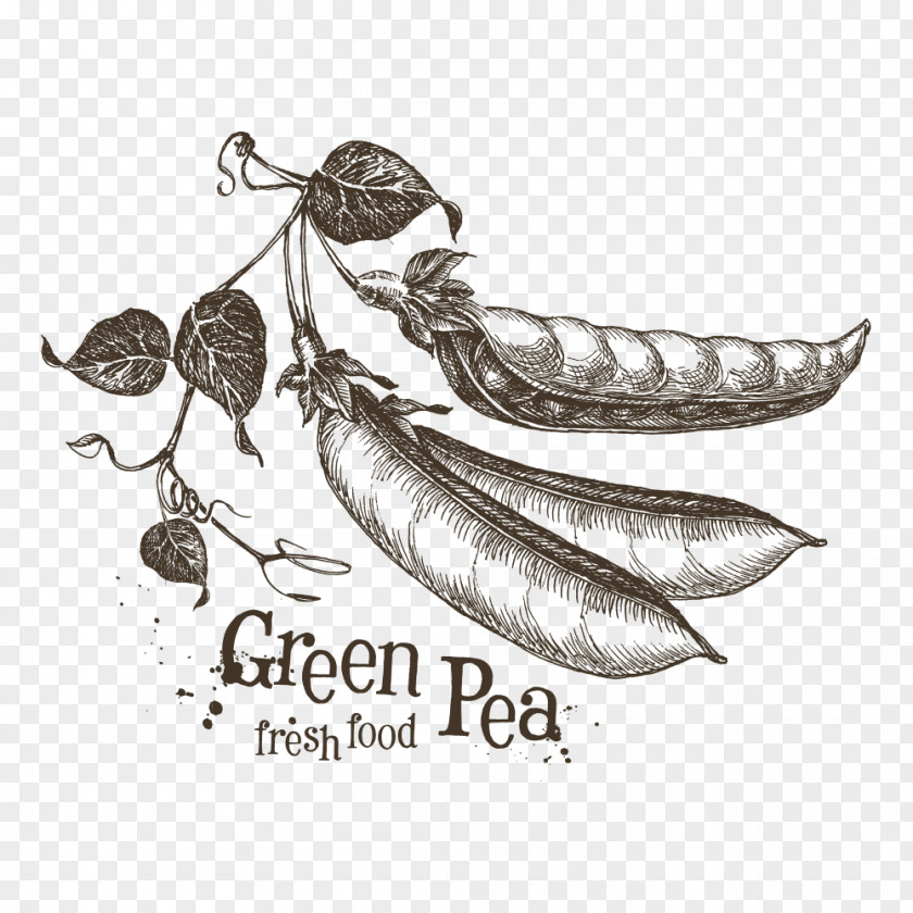Hand-painted Vector Peas Pea Drawing Sketch PNG