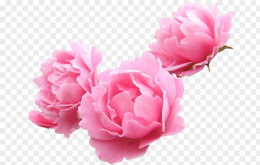 Peonies Peony Garden Roses Lilium Flower Clip Art PNG
