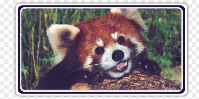 Red Panda Giant Raccoon Bear Cuteness PNG