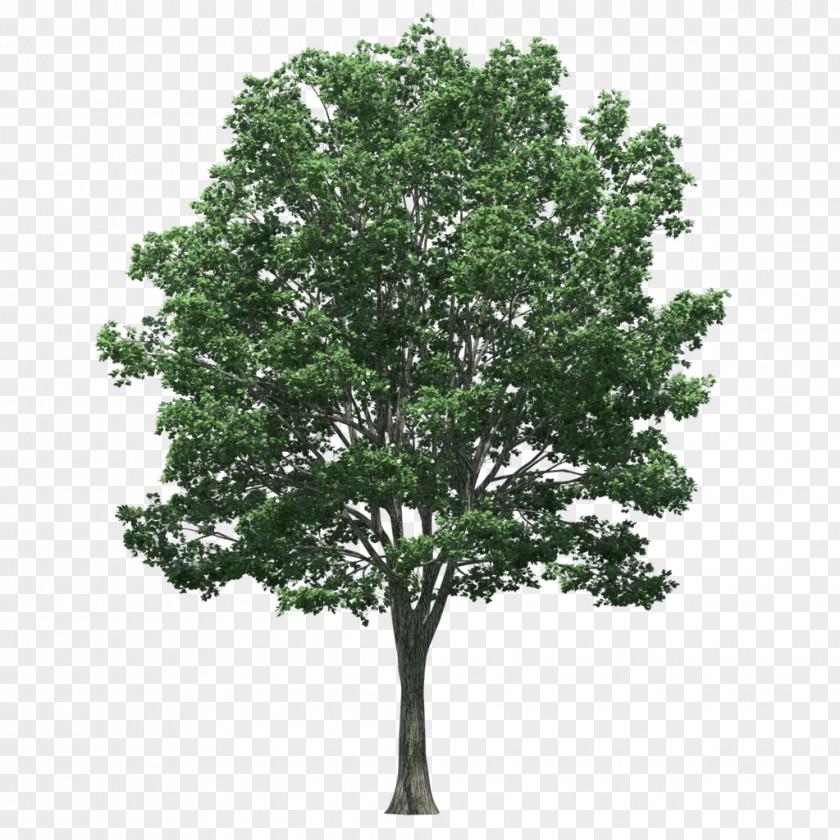 Tree Stock Photography Japanese Zelkova Trunk PNG