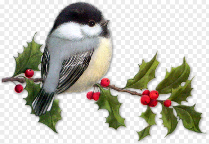 Bird Christmas Clip Art PNG