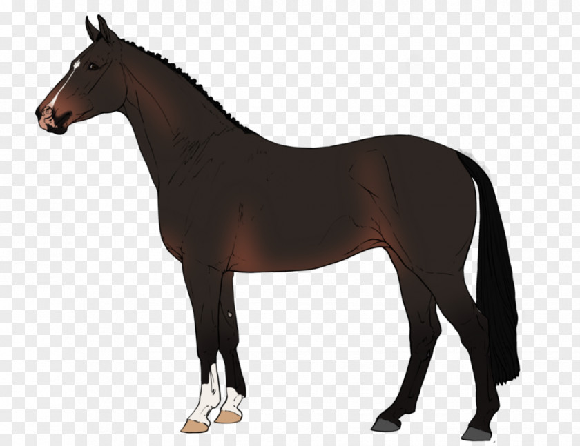 Mustang Equestrian Stallion Warmblood Akhal-Teke PNG