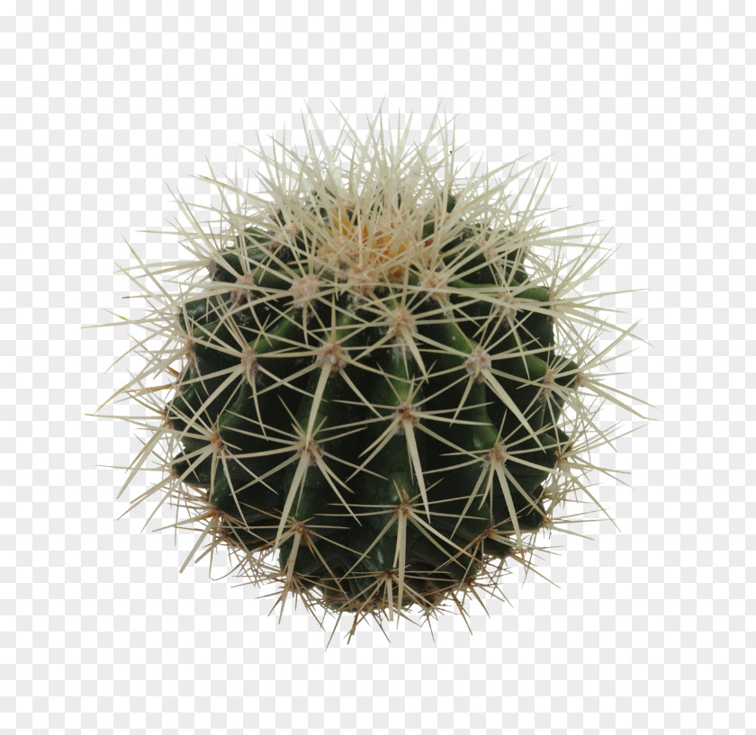 Prickly Pear Material Cactaceae Echinocactus Grusonii Clip Art PNG