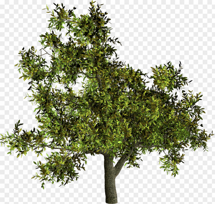 Tree Shrub Woody Plant French Lavender PNG