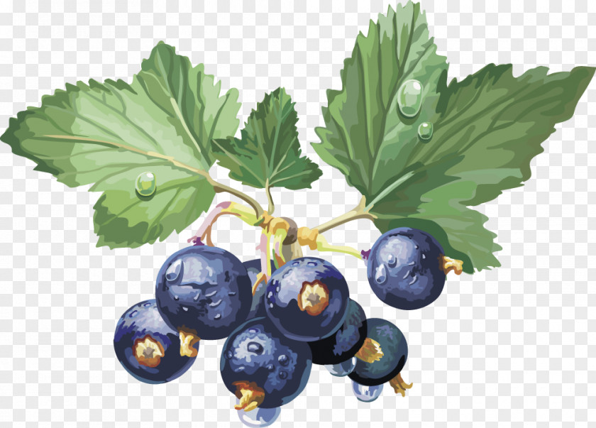Vector Blueberry Frutti Di Bosco Gooseberry Blackcurrant Fruit Redcurrant PNG