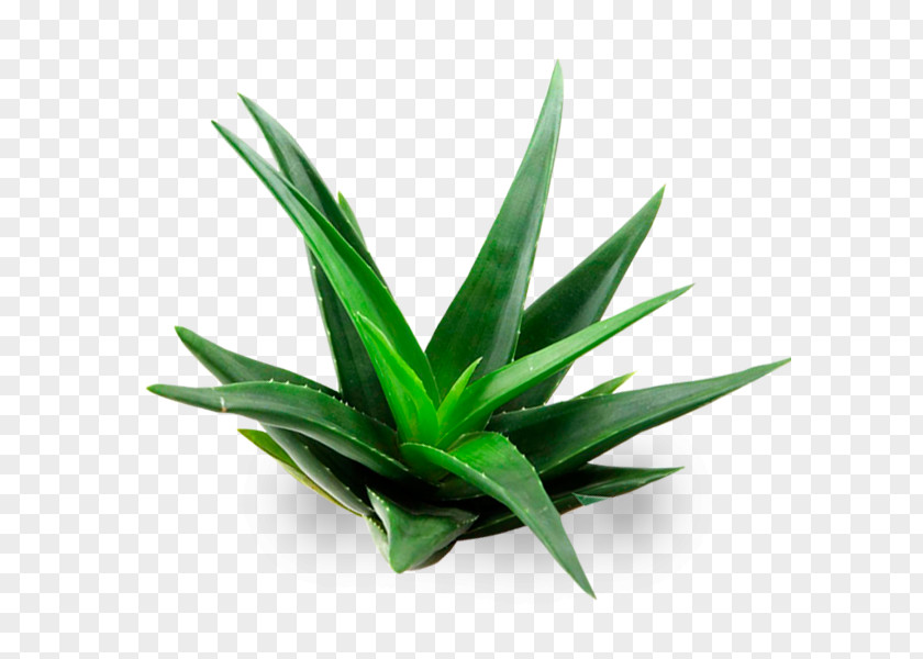 Aloe Vera Plant Gel Aloin PNG