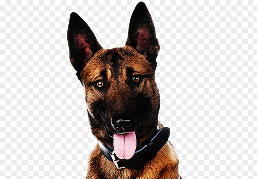Dog German Shepherd Collar King Snout PNG