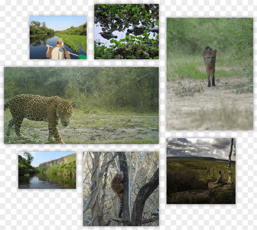 Jaguar Wildlife Ecosystem Camera Trap Cat PNG