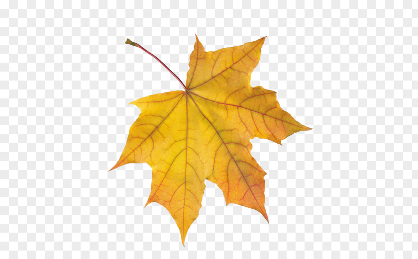 Leaf Maple Autumn Leaves Animaatio PNG