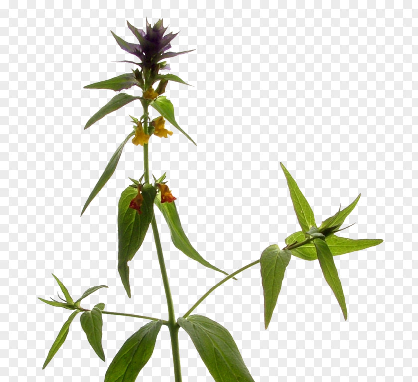 Melampyrum Figworts Seed Plants Plant Stem PNG