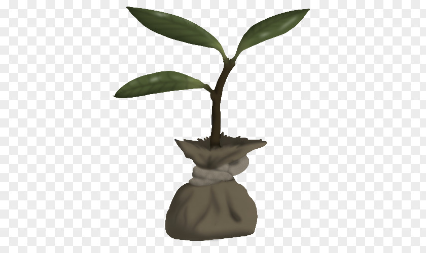 Saplings Leaf Flowerpot Houseplant Plant Stem Tree PNG