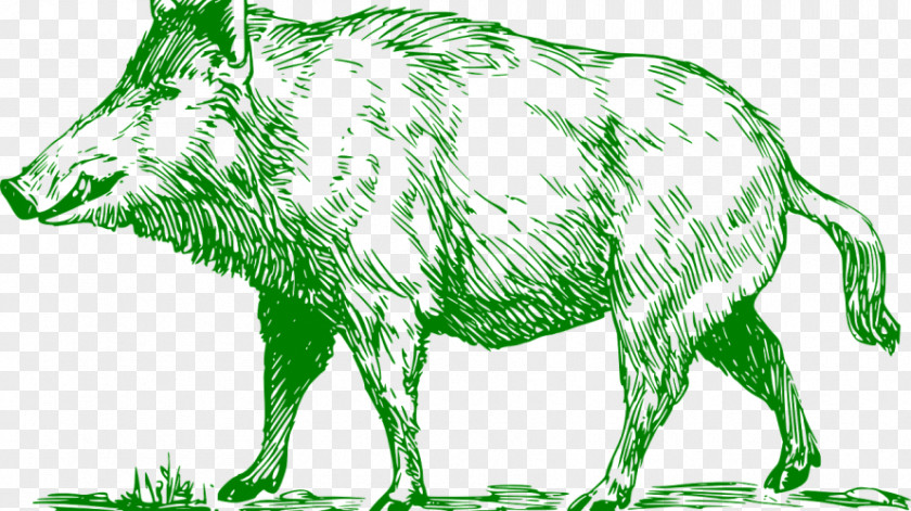 Tiger Common Warthog Boar Hunting Domestic Pig Clip Art PNG