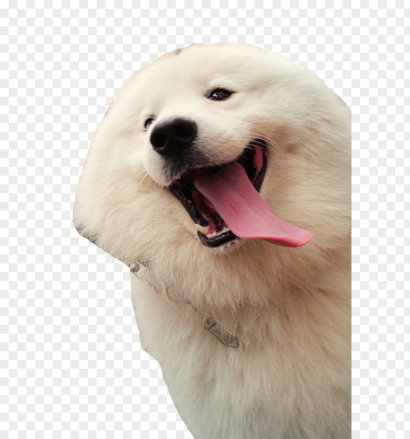 Tongue Of The Dog Samoyed German Shepherd Rough Collie Karelian Bear Border PNG