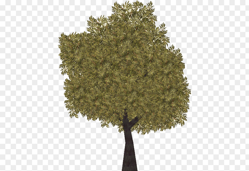 Trunk Flower Oak Tree Leaf PNG