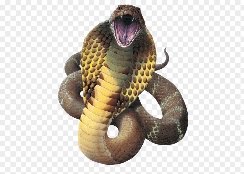 Cobra Snake File King Reptile Gaboon Viper PNG