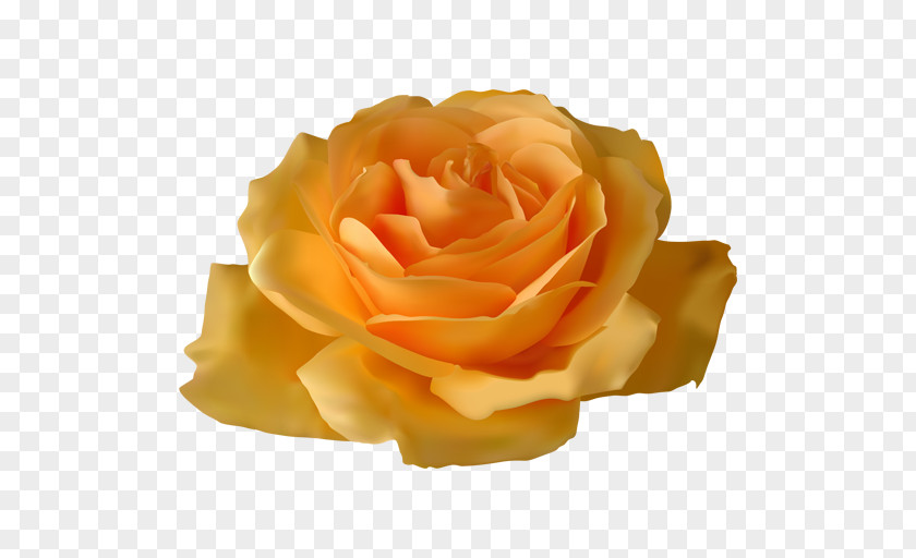 Flower Image Garden Roses Vector Graphics Clip Art PNG