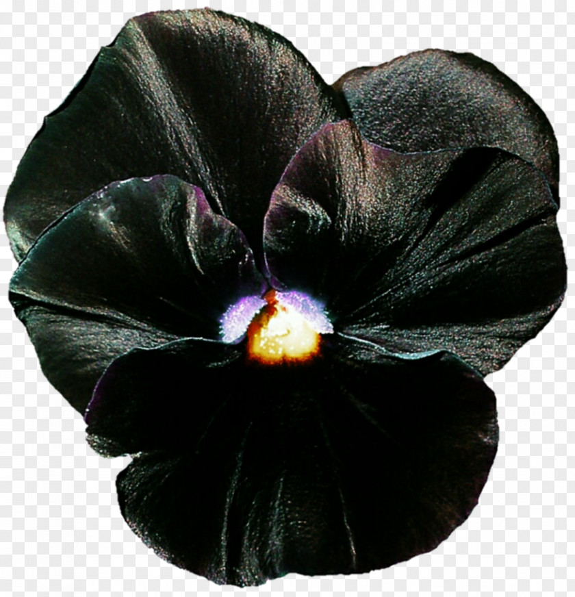 Pansy Mallows Family PNG