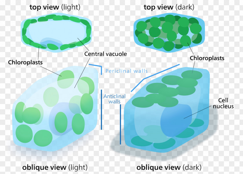 Plant Chloroplast Cell Organelle PNG